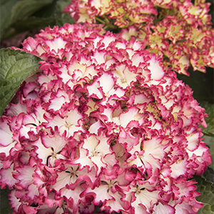 Seaside Serenade® Fire Island Hydrangea