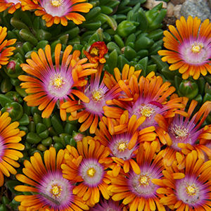 Fire Spinner® Ice Plant