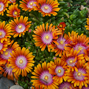 Fire Spinner® Ice Plant