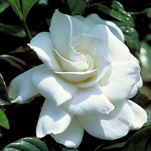 First Love® Gardenia (Grafted)