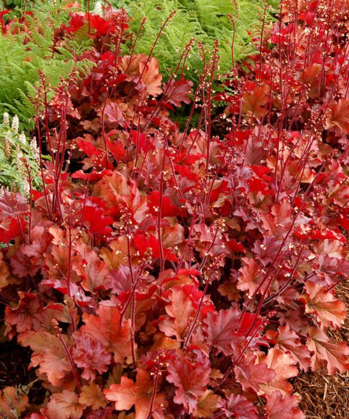 plain orange foliage