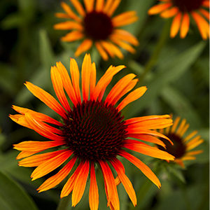 flame-Thrower-Echinacea-300x300-150x150@2x