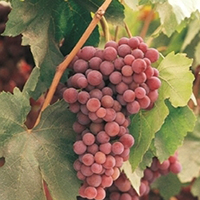 Ruby Seedless Grape, Vitis vinifera 'Ruby Seedless', Monrovia Plant