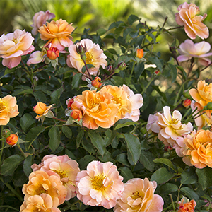 Flower Carpet® Amber Groundcover Rose