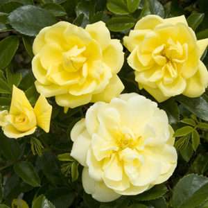 Flower Carpet® Yellow Rose