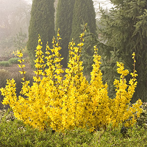 Magical® Gold Forsythia