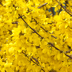 Spring Glory Forsythia