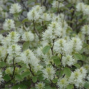 Dwarf Fothergilla (Fothergilla gardenii)