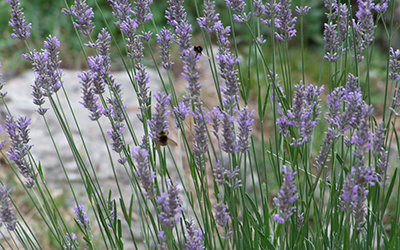 frenchlavender400x250