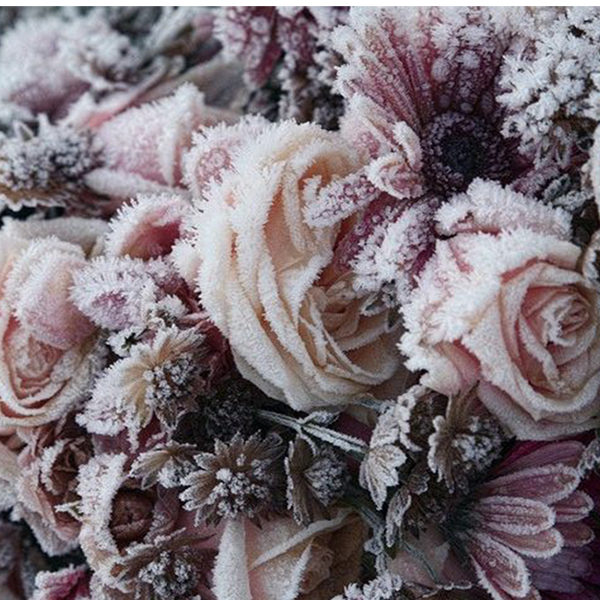 Frost on roses