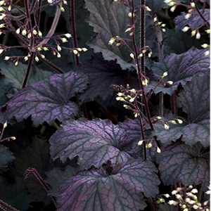 10 Coral Bells To Spice Up The Shade Garden