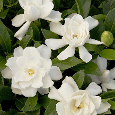 August Beauty Gardenia