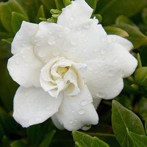 Miniature Gardenia