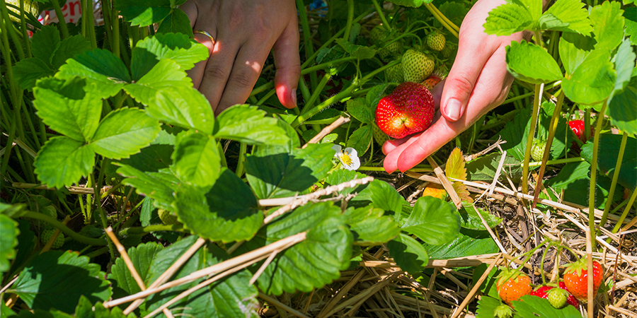 Pick All Ripe Berries