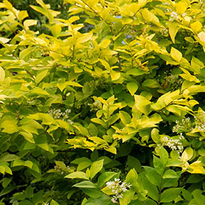 Vicary Golden Privet