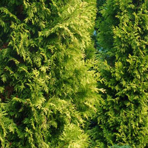 Golden Feather Arborvitae