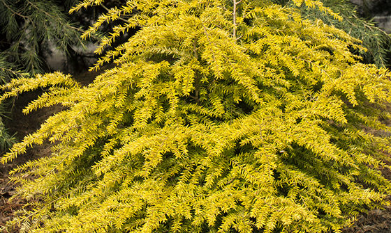 Golden Duchess® Eastern Hemlock