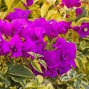 Golden Jackpot® Bougainvillea