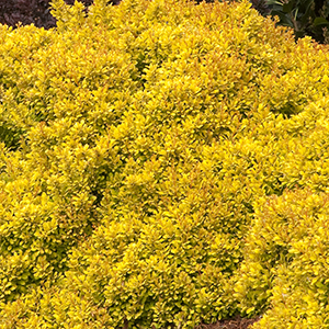 Golden Nugget™ Japanese Barberry