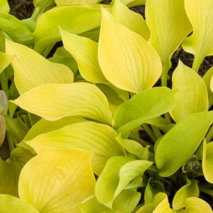 Golden Prayers Plantain Lily