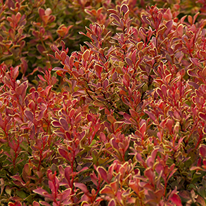 Golden Ruby® Barberry