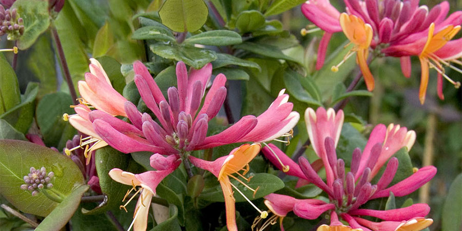 Honeysuckle is in bloom: Take a Look at Three We Recommend