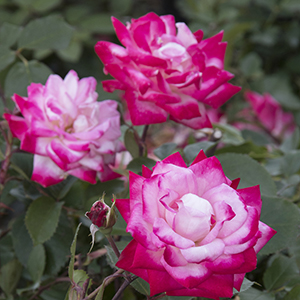 Grace N’ Grit™ Pink BiColor Shrub Rose