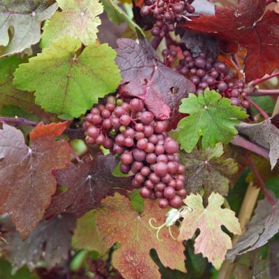 grapes400-400x400