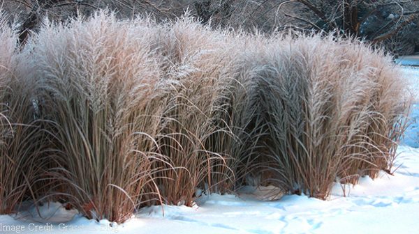 Winter in the garden