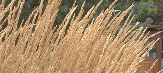 Foerster’s Feather Reed Grass