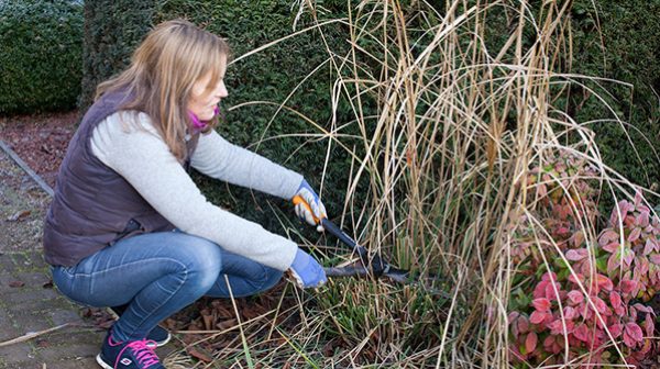 CUT BACK ORNAMENTAL GRASSES