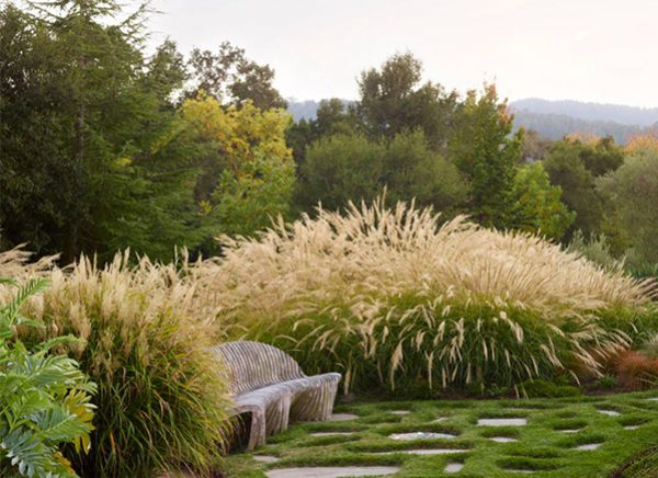 Massed taller growing ornamental grasses create a seasonal screen