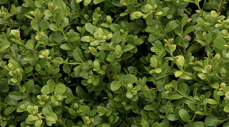 Green Beauty Boxwood