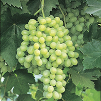 Ruby Seedless Grape, Vitis vinifera 'Ruby Seedless', Monrovia Plant