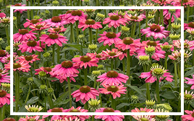 Evolution™ Green Eye Coneflower