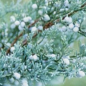 Grey Owl Juniper