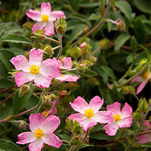 Grayswood Pink Rock Rose