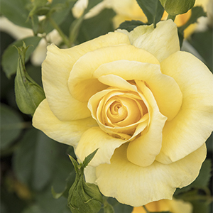 Grace N’ Grit™ Yellow Shrub Rose