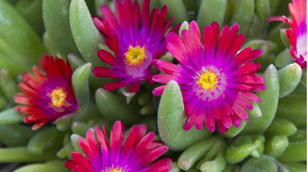 Jewel of the Desert Garnet Ice Plant