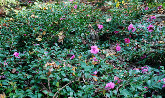 Camellia sasanquas can make for great groundcover; (image source: unknown)