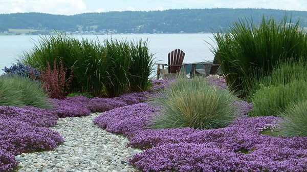 Massed ground cover