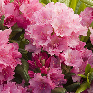 Haaga Rhododendron