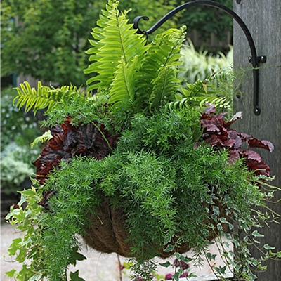 Dress Up The Porch With Ferns