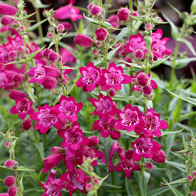 HARLEQUIN™ Magenta Beardtongue