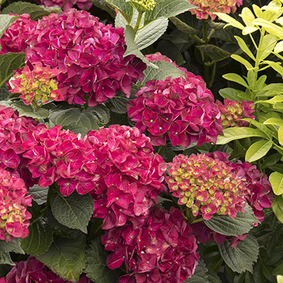 Seaside Serenade® Cape Hatteras Hydrangea