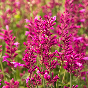 Heatwave Hyssop