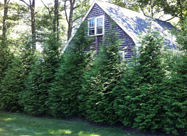 Green Giant Western Arborvitae