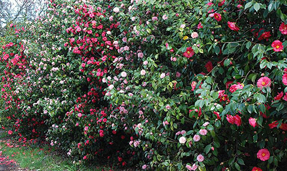 Camellia hedges for beauty and privacy; (image source: unknown)