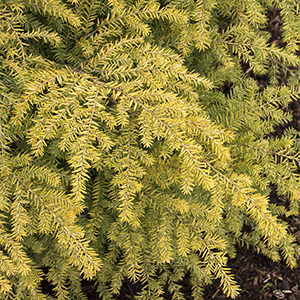 Golden Duke® Eastern Hemlock