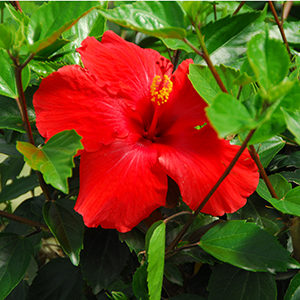 red hibiscus flower